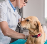 Morbo di Addison (Ipoadrenocorticismo) nel cane